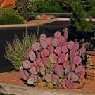 Purple Prickly Pear Cactus Seeds Opuntia Violacea V Santa Rita 20 Seeds Fresh Seeds Fast Shipping