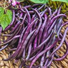 Purple Queen Bush Beans Garden Vegetable Garden Best Tasting Fresh Seeds Fast Shipping