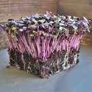 Purple Rambo Radish Microgreens Garden Gourmet Fresh Seeds Fast Shipping
