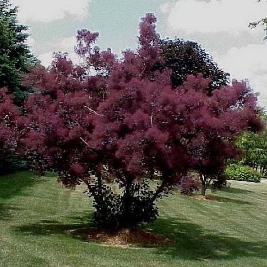 Purple Smoke Tree Seeds Cotinus Coggygria Purpureus 20 Seeds Fresh Seeds Fast Shipping