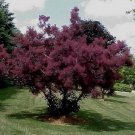 Purple Smoke Tree Seeds Cotinus Coggygria Purpureus 20 Seeds Fresh Seeds Fast Shipping