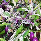 Purple Tiger Hot Pepper Vegetable Seeds Fresh Seeds Fast Shipping