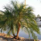 Pygmy Date Palm Tree Seeds Phoenix Roebelenii 10 Seeds Fresh Seeds Fast Shipping