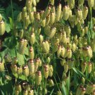 Quaking Grass Ornamental Grass Seeds Briza Maxima 50 Seeds Fresh Seeds Fast Shipping