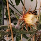 Queen Of The Night Cactus Seeds Selenicereus Grandiflorus 20 Seeds Fresh Seeds Fast Shipping