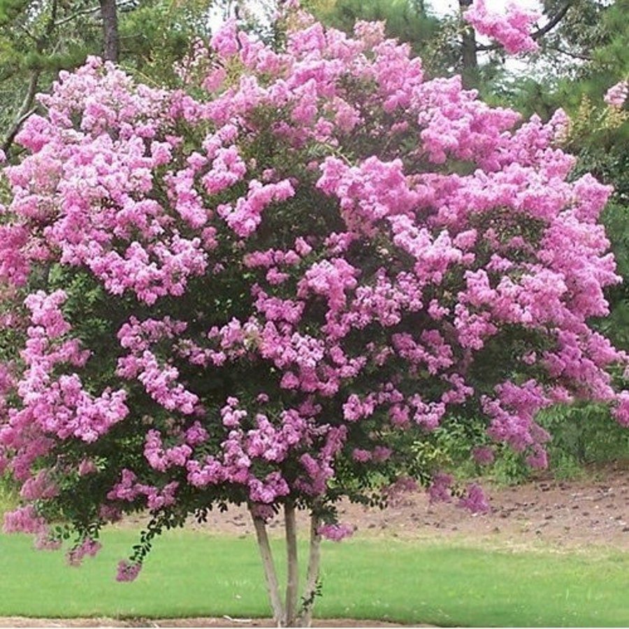 Queens Crape Myrtle Tree Seeds Lagerstroemia Speciosa 50 Seeds Fresh Seeds Fast Shipping