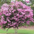 Queens Crape Myrtle Tree Seeds Lagerstroemia Speciosa 50 Seeds Fresh Seeds Fast Shipping