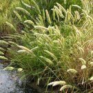 Rabbits Foot Ornamental Grass Seeds Polypogon Monspeliensis 200 Seeds Fresh Seeds Fast Shipping