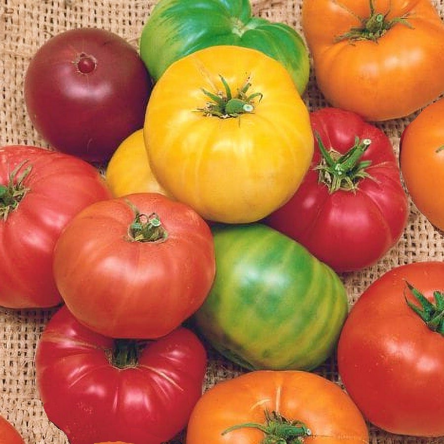 Rainbow Beefsteak Mix Tomato Vegetable Fresh Seeds Fast Shipping