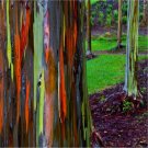 Rainbow Eucalyptus Tree Seeds Eucalyptus Deglupta 100 Seeds Fresh Seeds Fast Shipping
