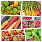 Rainbow Garden Seed Collection Fun For Kids Fresh Seeds Fast Shipping