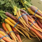 Rainbow Mix Carrot Fresh Seeds Fast Shipping