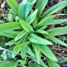 Ramps Allium Tricoccum Wild Leeks Ramsons Fresh Seeds Fast Shipping