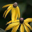 Ratibida Grey Headed Flower Seeds Ratibida Pinnata 200 Seeds Fresh Seeds Fast Shipping
