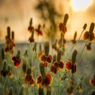 Ratibida Mexican Hat Flower Seeds Ratibida Columnifera 200 Seeds Fresh Seeds Fast Shipping