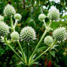 Rattlesnake Master Flower Seeds Eryngium Yuccifolium 40 Seeds Fresh Seeds Fast Shipping
