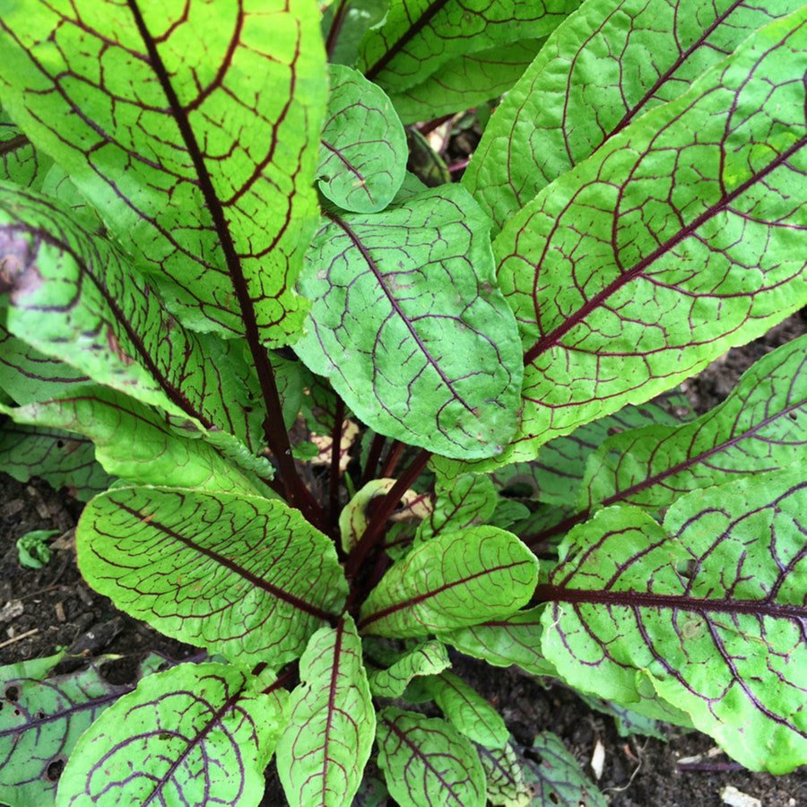 Red Apache Sorrel S Salad Greens Fresh Seeds Fast Shipping