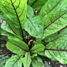 Red Apache Sorrel S Salad Greens Fresh Seeds Fast Shipping