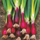 Red Beard Bunching Onion Seeds Garden 100 Seeds Red Buncher Fresh Seeds Fast Shipping