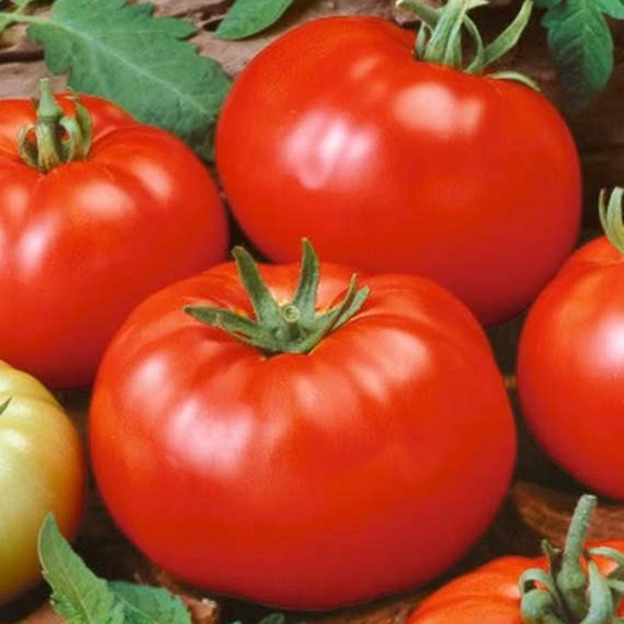 Red Beefsteak Tomato Vegetable Fresh Seeds Fast Shipping