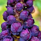 Red Bull Brussel Sprouts 100 Seeds Fresh Seeds Fast Shipping