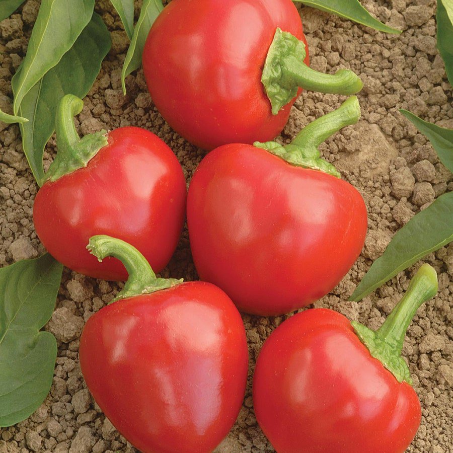 Red Cherry Hots Hot Pepper Vegetable Seeds Fresh Seeds Fast Shipping