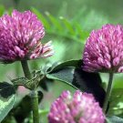 Red Clover Culinary Herbs Bee Fresh Seeds Fast Shipping