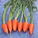 Red Cored Chantenay Carrot Vegetable Fresh Seeds Fast Shipping
