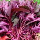 Red Garnet Amaranth Vegetable Seeds Fresh Seeds Fast Shipping