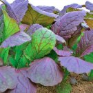 Red Garnet Mustard Salad Greens Garden Fresh Seeds Fast Shipping