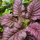 Red Giant Mustard Micro Greens Fresh Seeds Fast Shipping