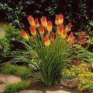 Red Hot Poker Flower Seeds Kniphofia Caulescens 50 Seeds Fresh Seeds Fast Shipping