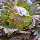 Red Iceberg Crisphead Lettuce Fresh Seeds Fast Shipping