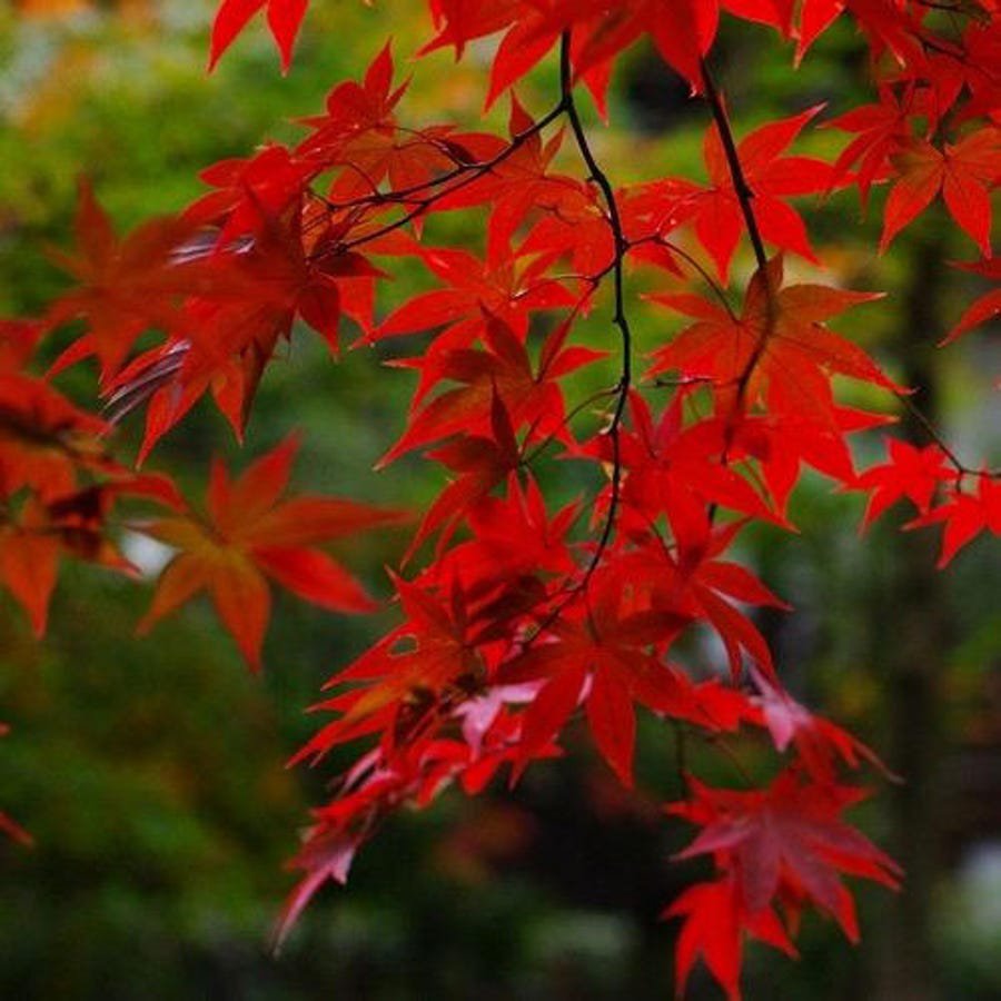 Red Maple Tree Seeds Acer Rubrum 15 Seeds Fresh Seeds Fast Shipping