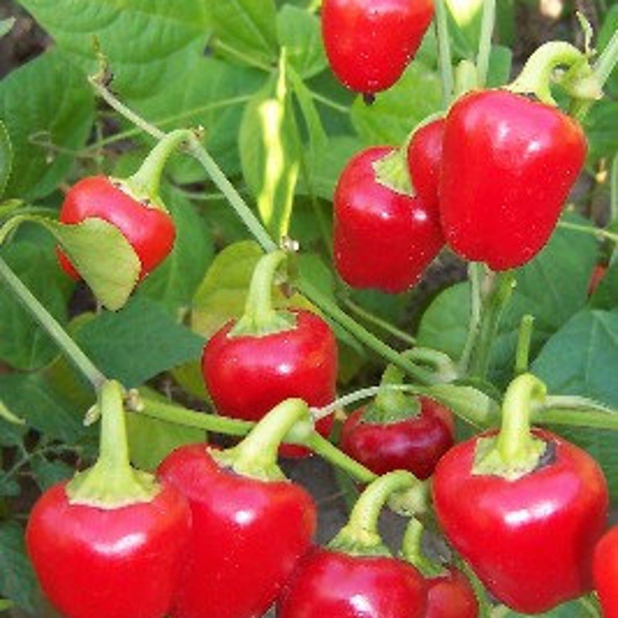 Red Mini Bell Sweet Bell Pepper Vegetable Seeds Fresh Seeds Fast Shipping