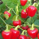 Red Mini Bell Sweet Bell Pepper Vegetable Seeds Fresh Seeds Fast Shipping