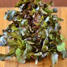Red Oakleaf Lettuce Gourmet Garden Fresh Seeds Fast Shipping