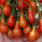 Red Pear Tomato Grown To Organic Standards Fresh Seeds Fast Shipping