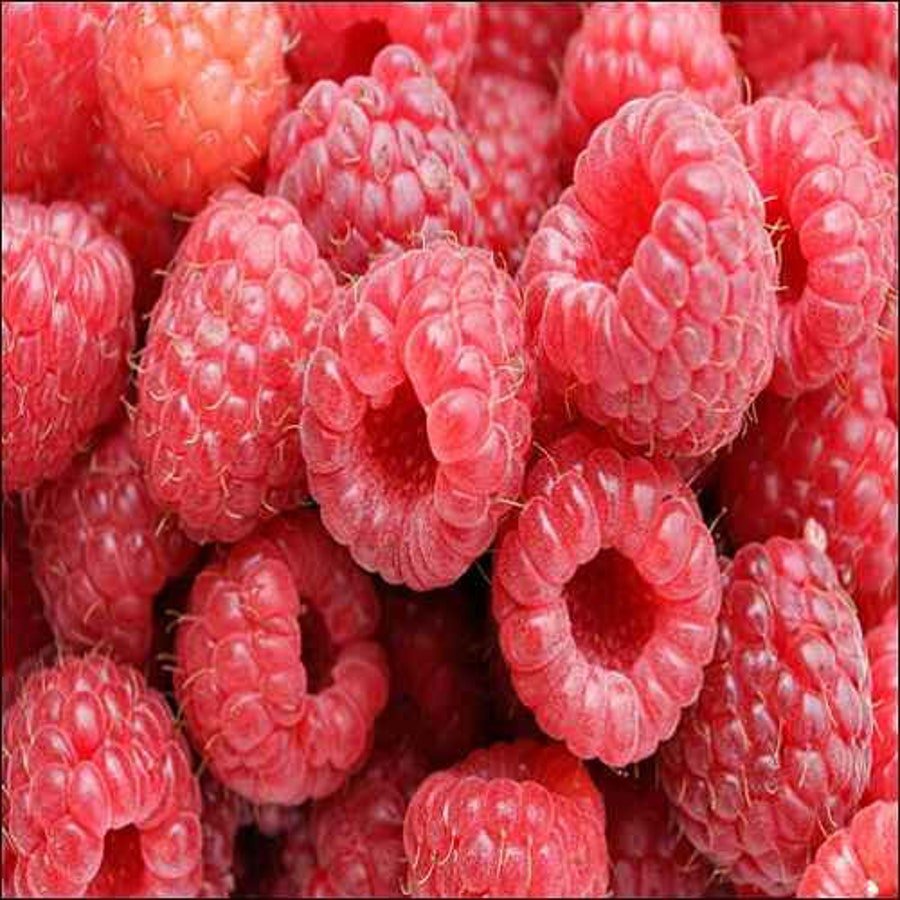 Red Raspberry Bush Seeds Rubus Idaeus 25 Seeds Fresh Seeds Fast Shipping