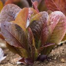 Red Romaine Lettuce Vegetable Fresh Seeds Fast Shipping