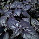 Red Rubin Basil Fresh Seeds Fast Shipping
