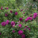 Red Rugosa Rose Bush Seeds Rosa X Rugosa Rubra 25 Seeds Fresh Seeds Fast Shipping