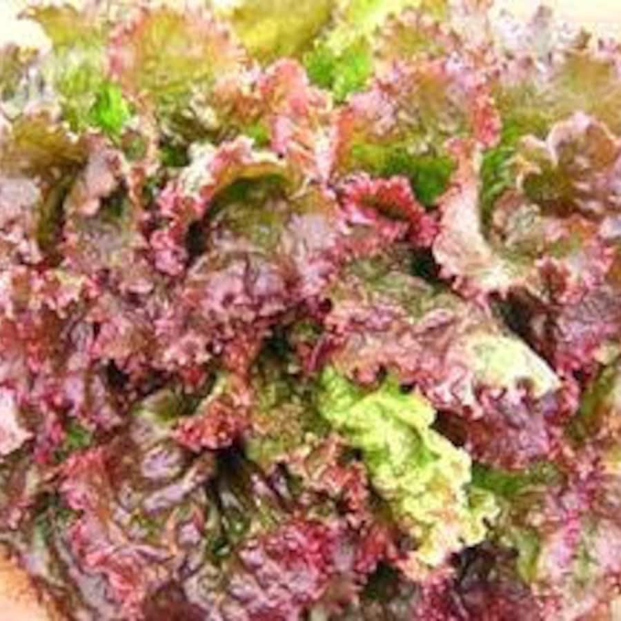 Red Sails Leaf Lettuce Garden Gourmet Fresh Seeds Fast Shipping
