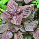 Red Shiso Culinary Herbs Perilla Vegetable Fresh Seeds Fast Shipping