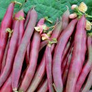 Red Swan Bush Beans Garden Vegetable Fresh Seeds Fast Shipping