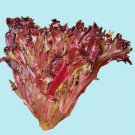 Red Tango Lettuce Fresh Seeds Fast Shipping