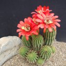 Red Torch Cactus Seeds Lobivia Grandiflora Var Minuta 20 Seeds Fresh Seeds Fast Shipping