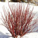 Red Twig Dogwood Seeds Cornus Sericea 15 Seeds Fresh Seeds Fast Shipping