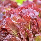 Red Velvet Lettuce Vegetable Fresh Seeds Fast Shipping