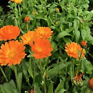 Resina Calendula S Pot Marigold Edible Flower Fresh Seeds Fast Shipping